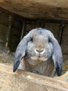 Bunny