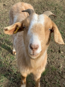 Goat