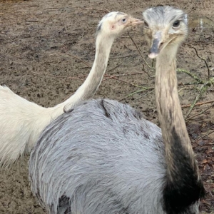 Chris The Rhea