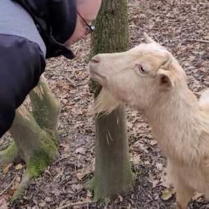 Dave The Goat